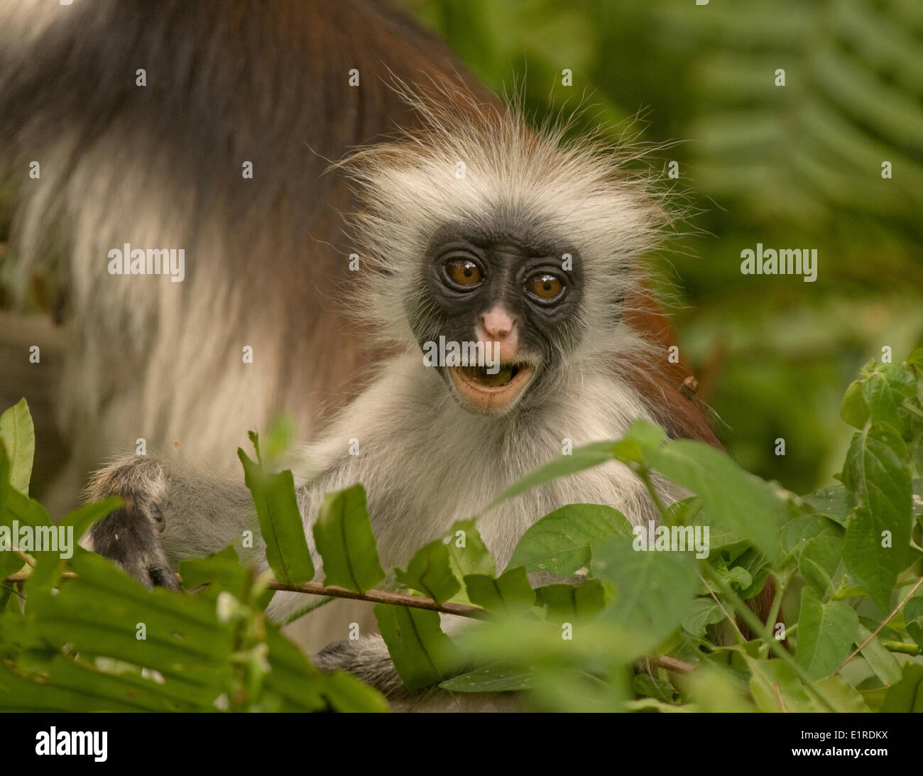 Singe Rouge Lovely Monkey Photos & Lovely Monkey Images - Alamy