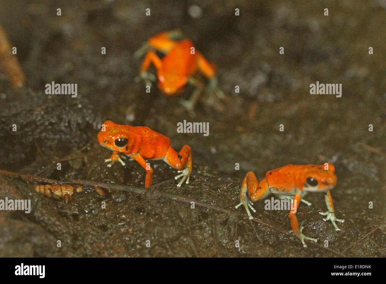 3 spécimen de la fraise-poison dart frog Banque D'Images