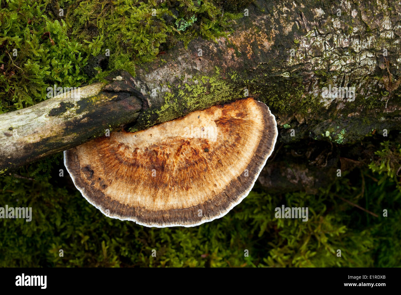 Polypore labyrinthe aux parois fines Banque D'Images