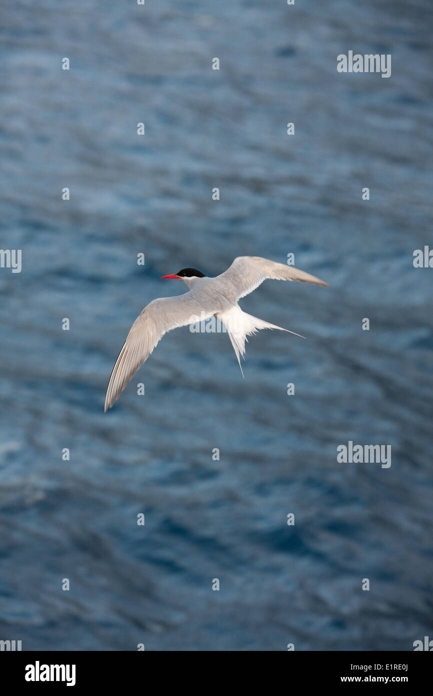 La sterne antarctique (Tristan da Cunha sous-espèces Banque D'Images