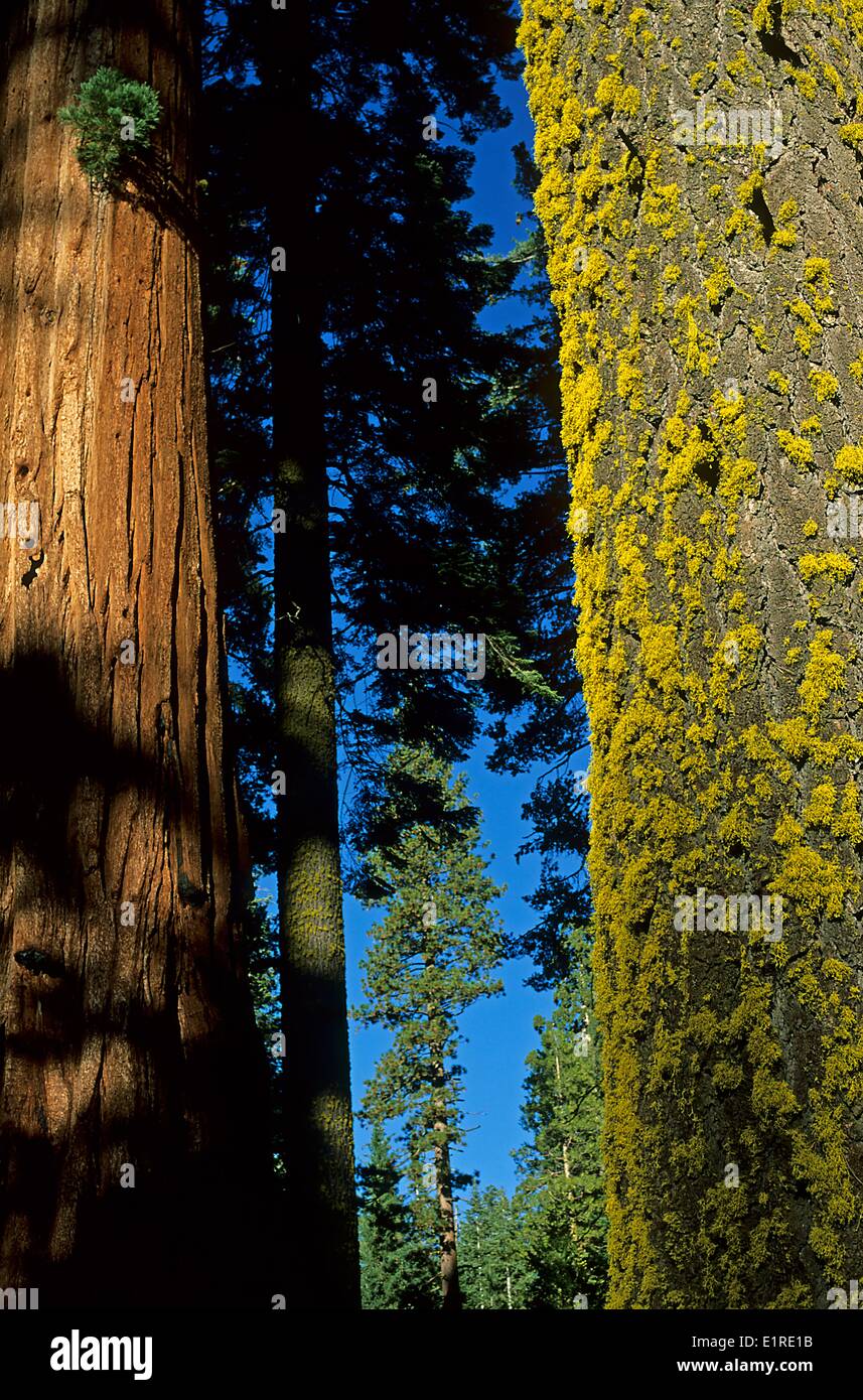 Impression des arbres dans Sequoia N.P. Banque D'Images