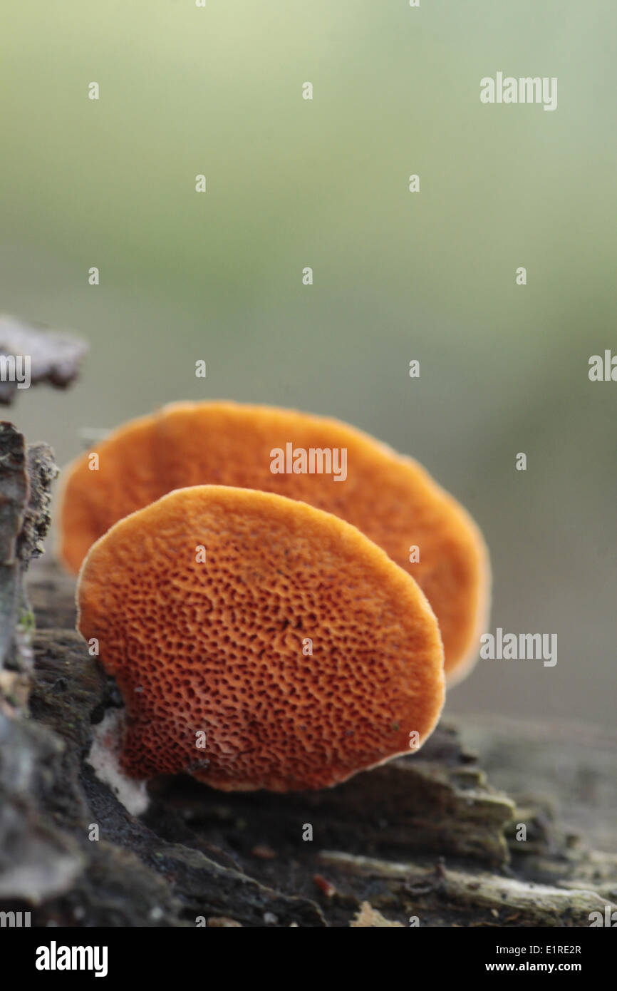 Pycnoporus cinnabarinus Banque D'Images