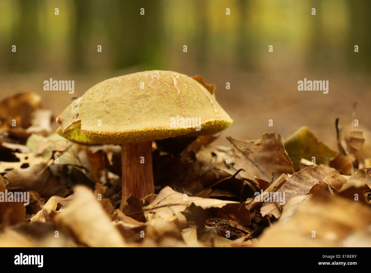 Boletus chrysenteron Banque D'Images