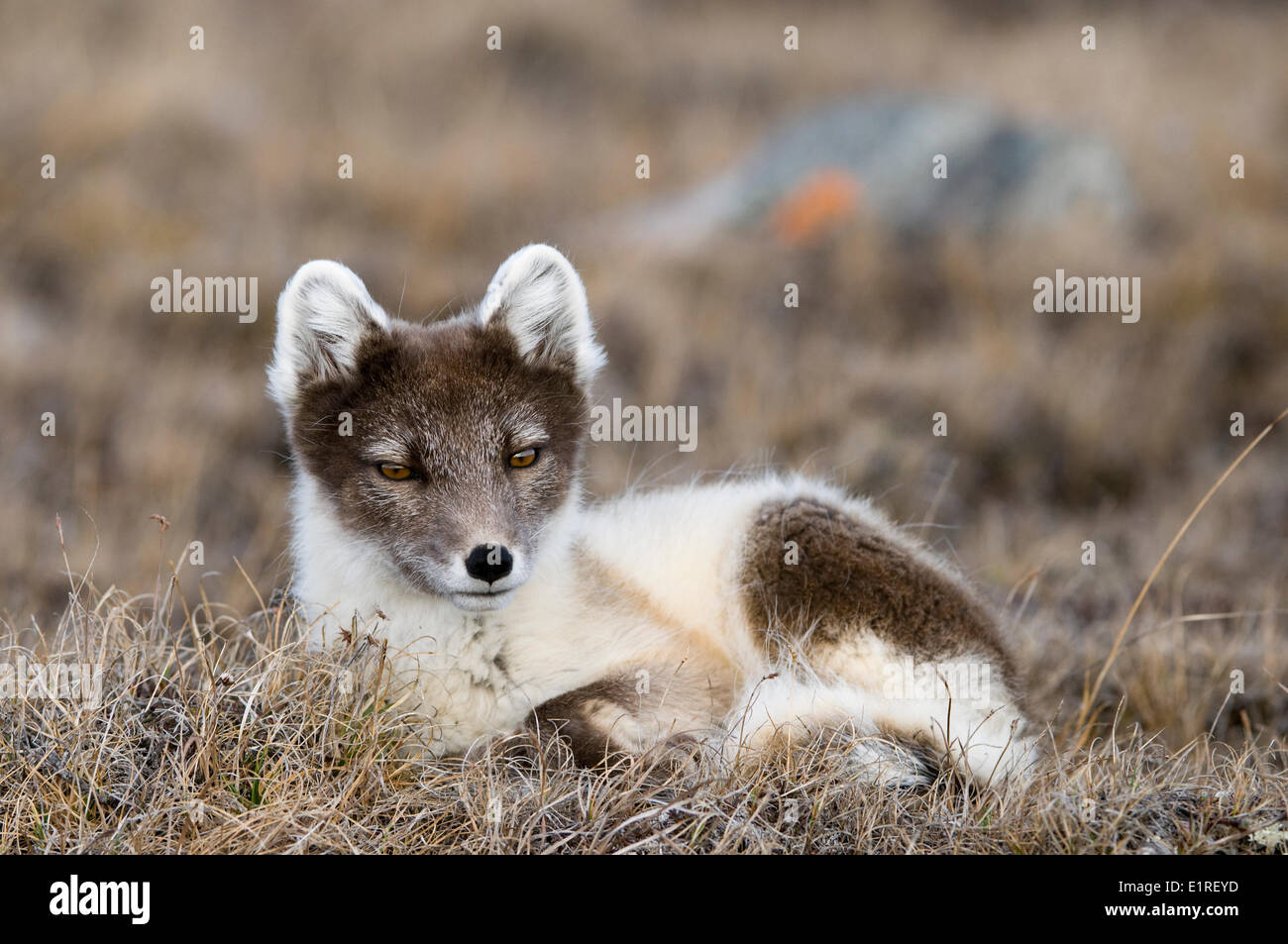 Le renard arctique en appui sur la toundra. Banque D'Images