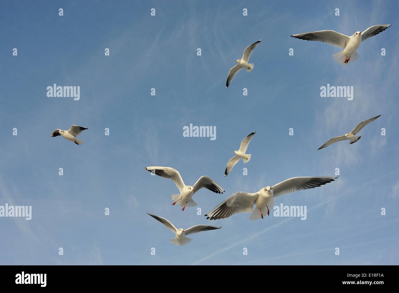 Les goélands à tête noire et des goélands en winterplumage voler contre un ciel bleu Banque D'Images