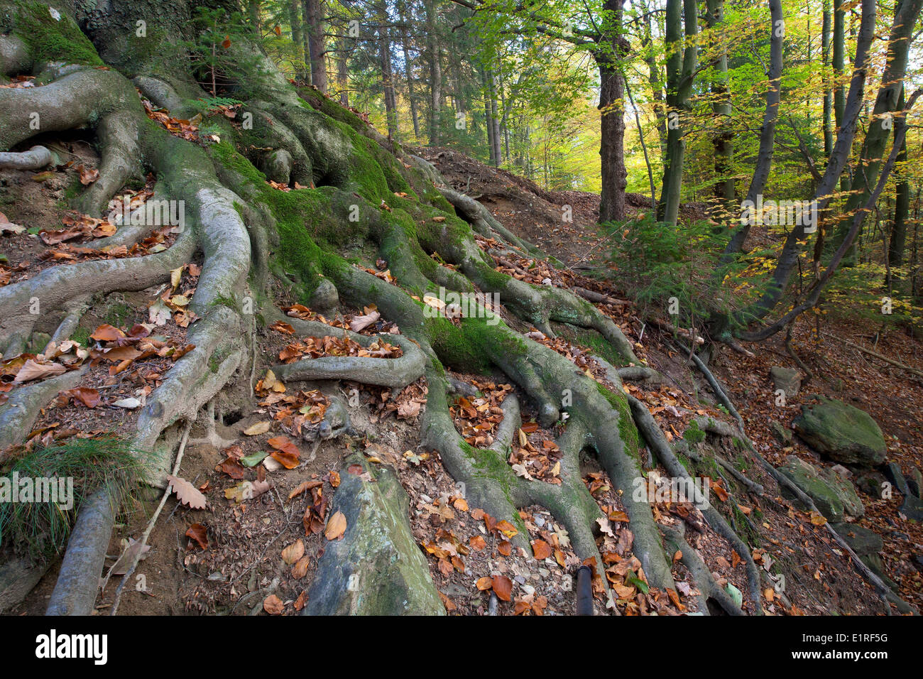 Racines de hêtre (Fagus sylvatica) dans la forêt en automne, Belgique Banque D'Images Racines de hêtre (Fagus sylvatica) dans la forêt en automne, Belgique Banque D'Images