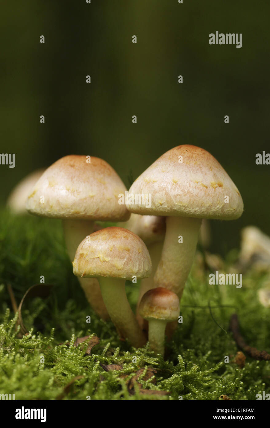 Psilocybe sublateritia Banque D'Images