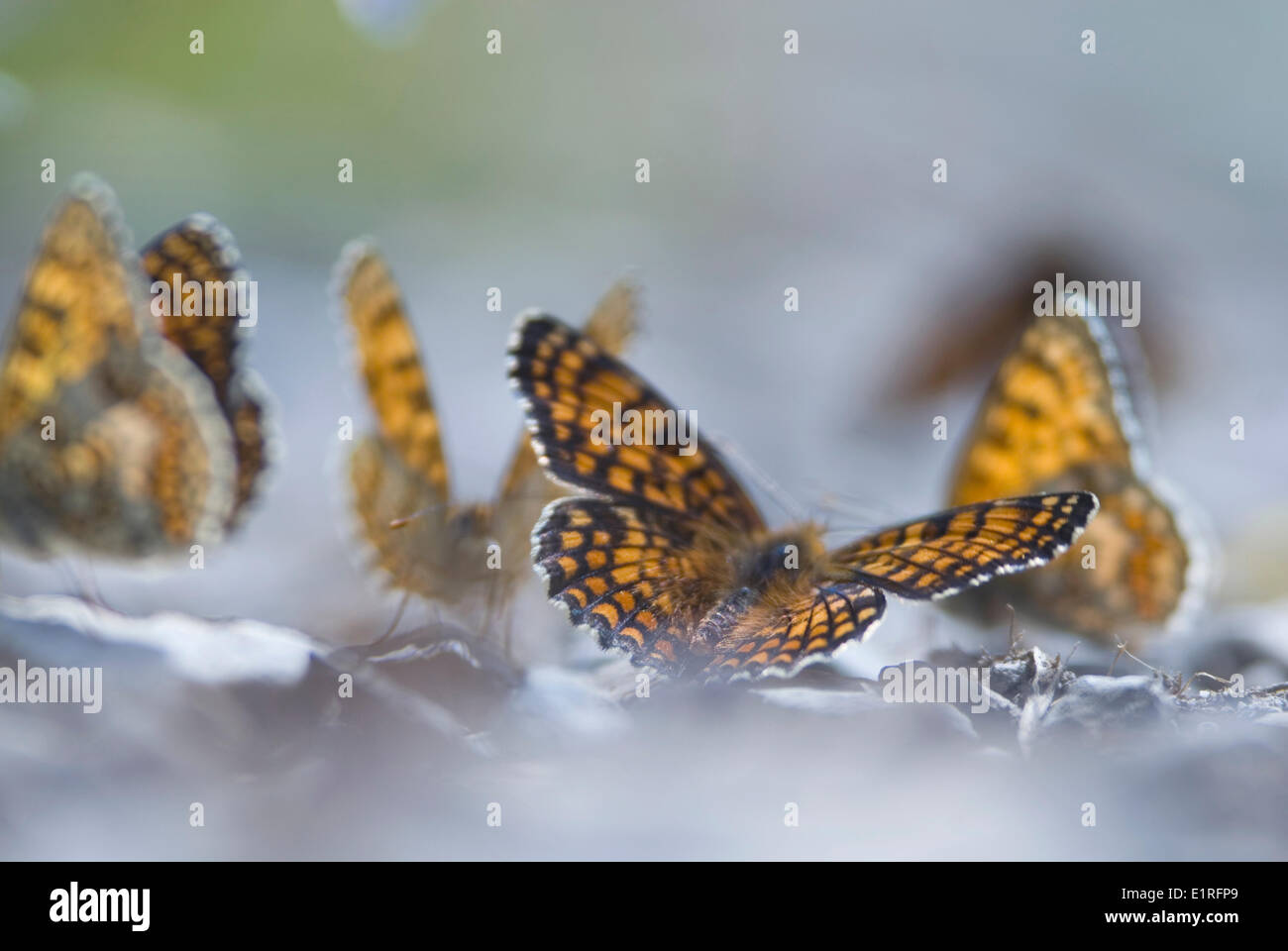 Fritillaries centaurée à un dépôt minéral Banque D'Images