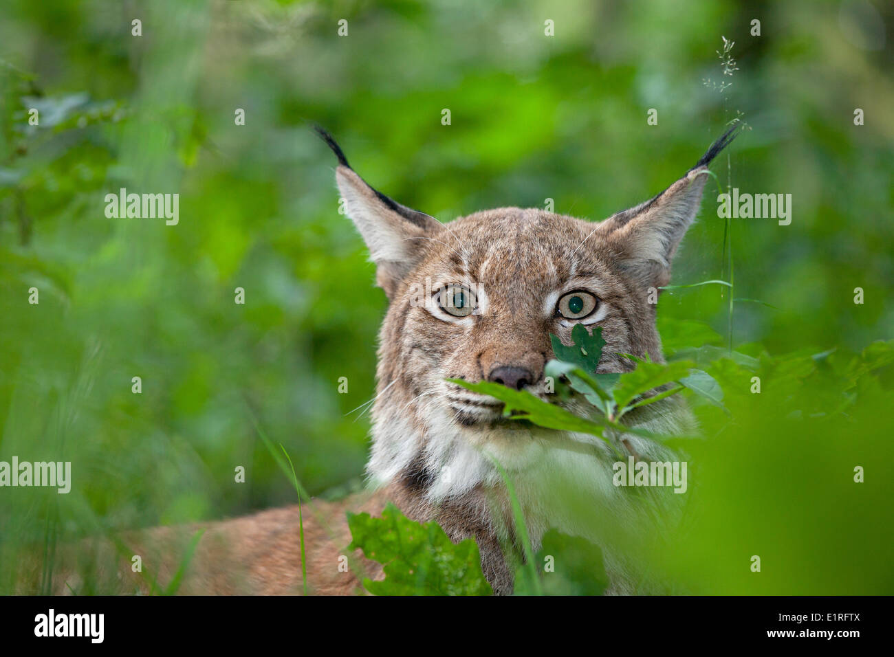 photo d’un lynx Banque D'Images