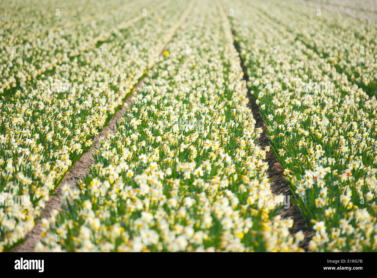 Un champ de jonquilles Banque D'Images