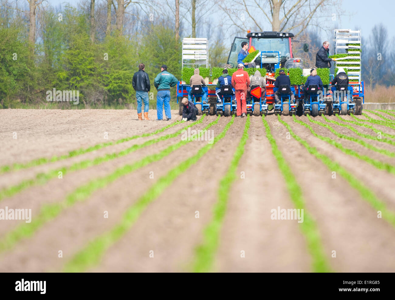 La plantation à racines de navet ou de céleri-rave céleri avec un tracteur guidé par GPS Banque D'Images