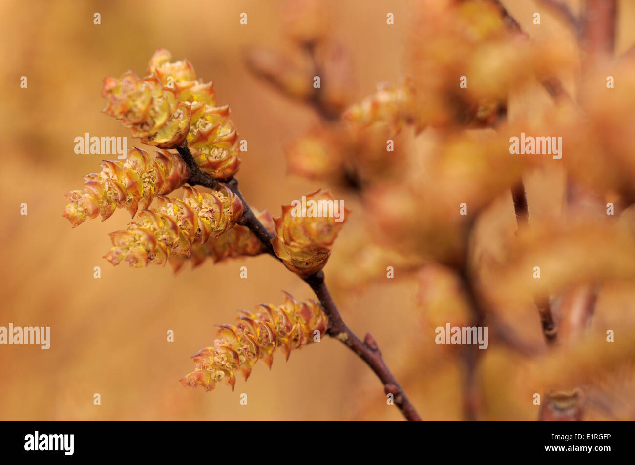 Fleurs marron brun rougeâtre et branches de myrte des marais au printemps dans les marais de Dunes du Zwanenwater Banque D'Images