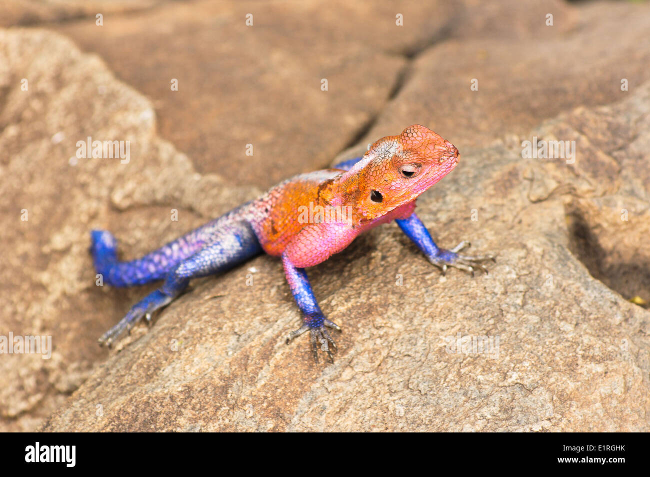 Tête de Mwanza (Agama agama mwanzae) Banque D'Images