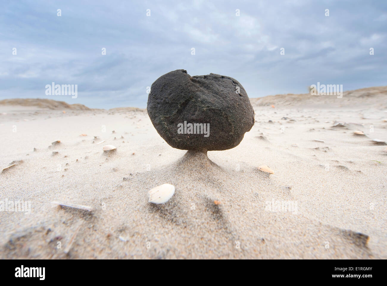 Échoués sur une plage d'argile dans le delta néerlandais Banque D'Images