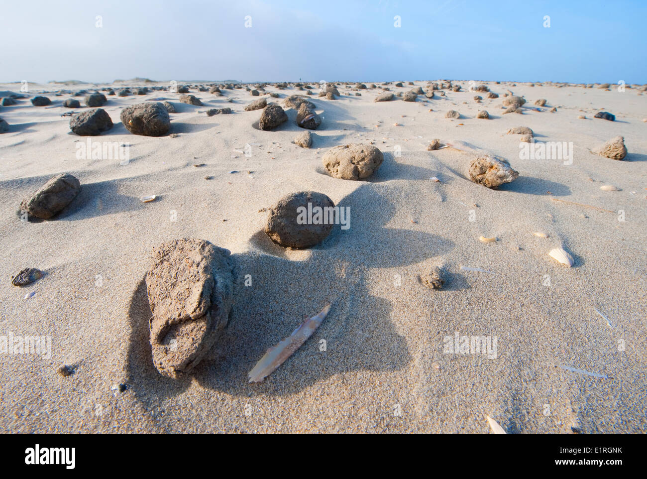 Échoués sur une plage d'argile dans le delta néerlandais Banque D'Images