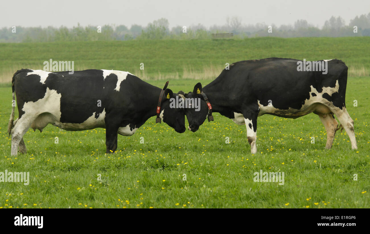 La lutte contre deux vaches dans un pré. Banque D'Images