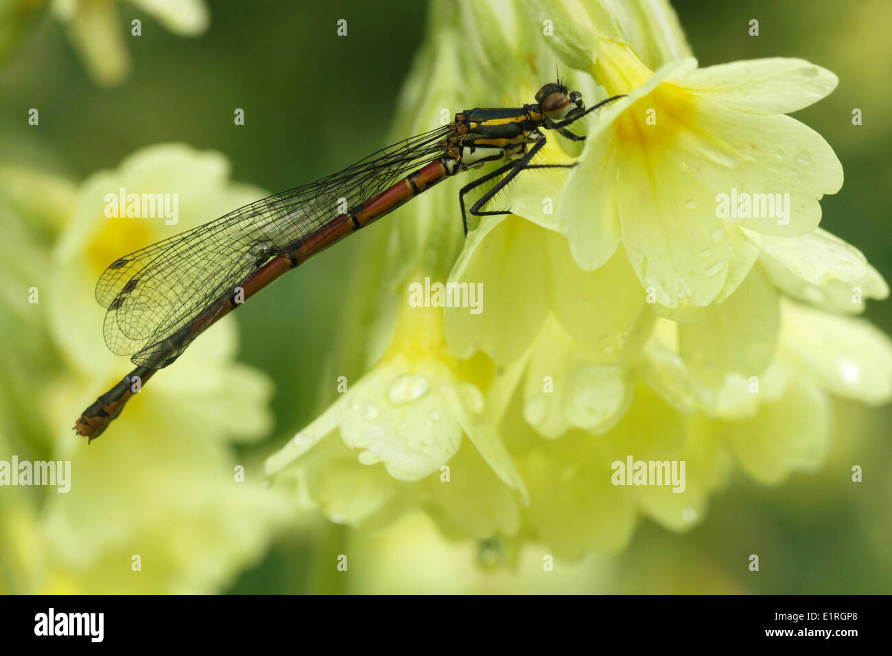 Grande libellule rouge sur un Oxlip. Banque D'Images