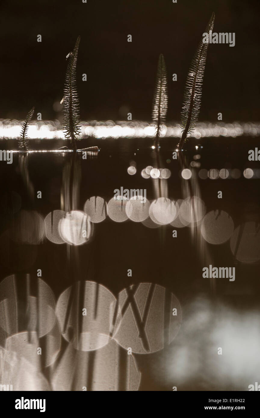 Queue de la jument Banque D'Images