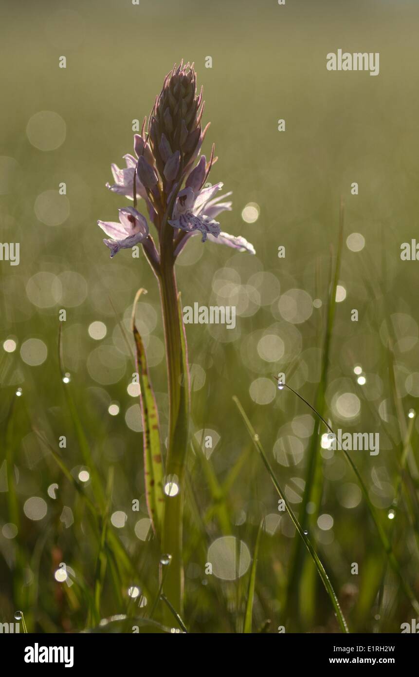 La floraison Heath spotted-orchid Banque D'Images