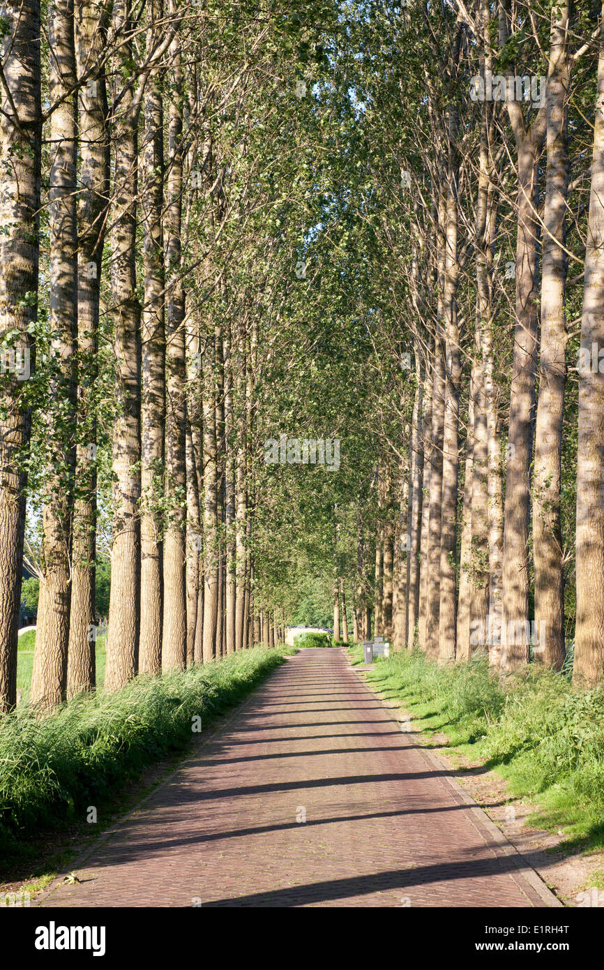 Le peuplier (Populus tremula) comme un arbre de l'avenue le long d'une route de campagne dans la région de Hamburg. Banque D'Images