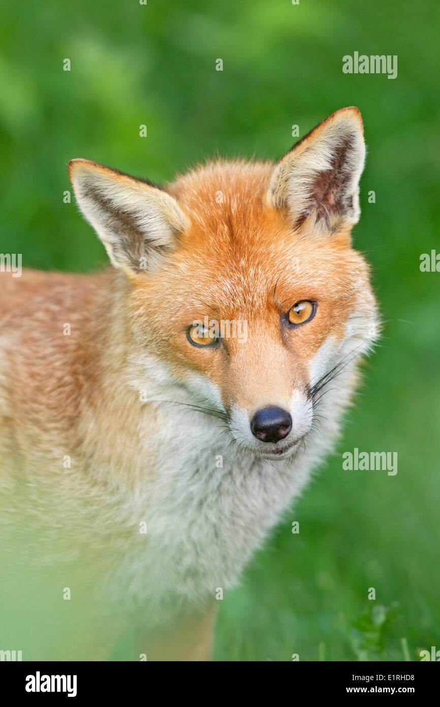Portrait d'un fox vertical Banque D'Images