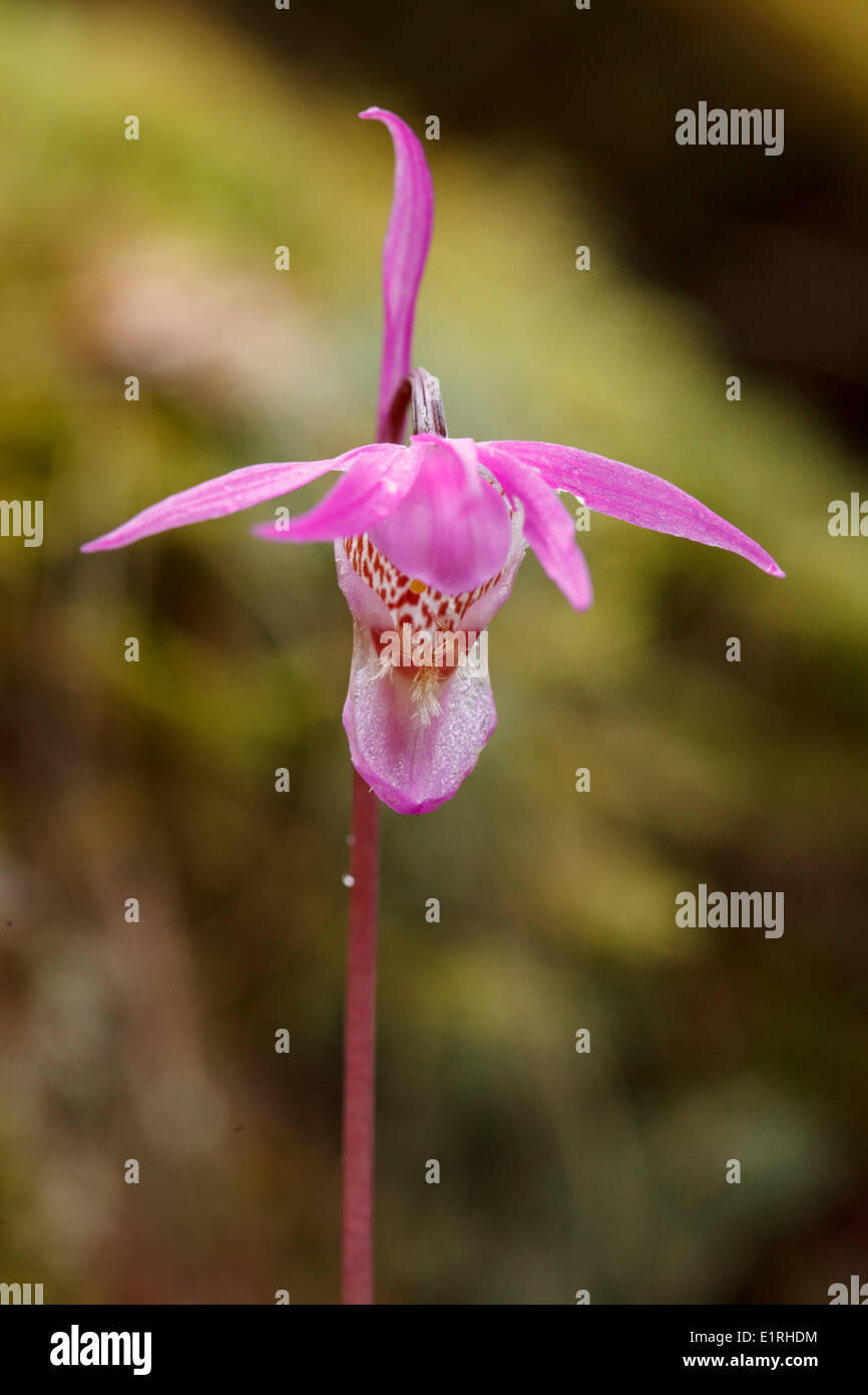 Close-up of a fairy slipper Banque D'Images