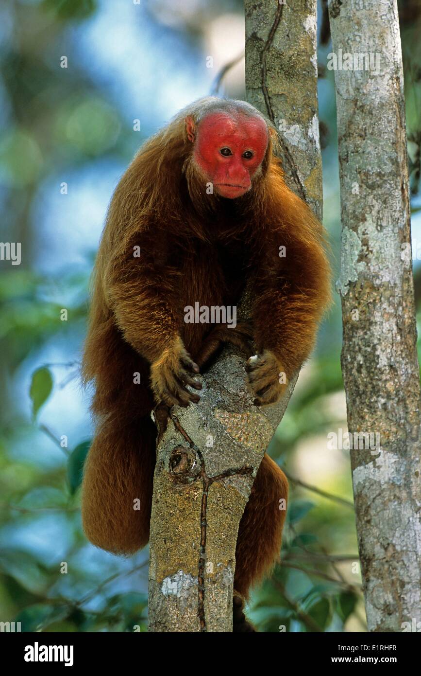 Dans les arbres Uakari rouge de la forêt amazonienne Banque D'Images