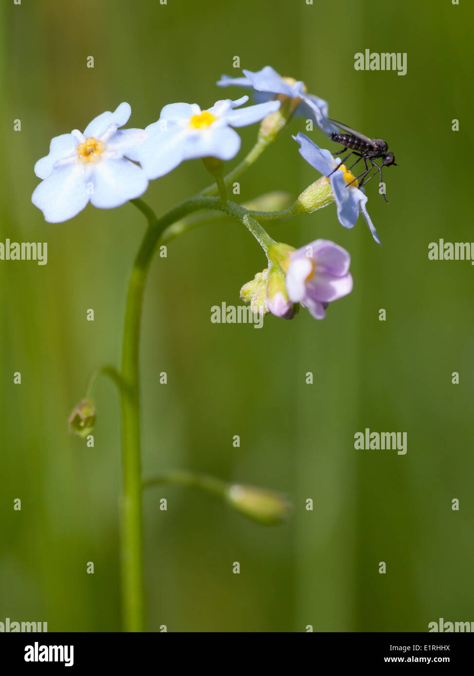 Water forget-me-not avec Empididae-fly. Banque D'Images
