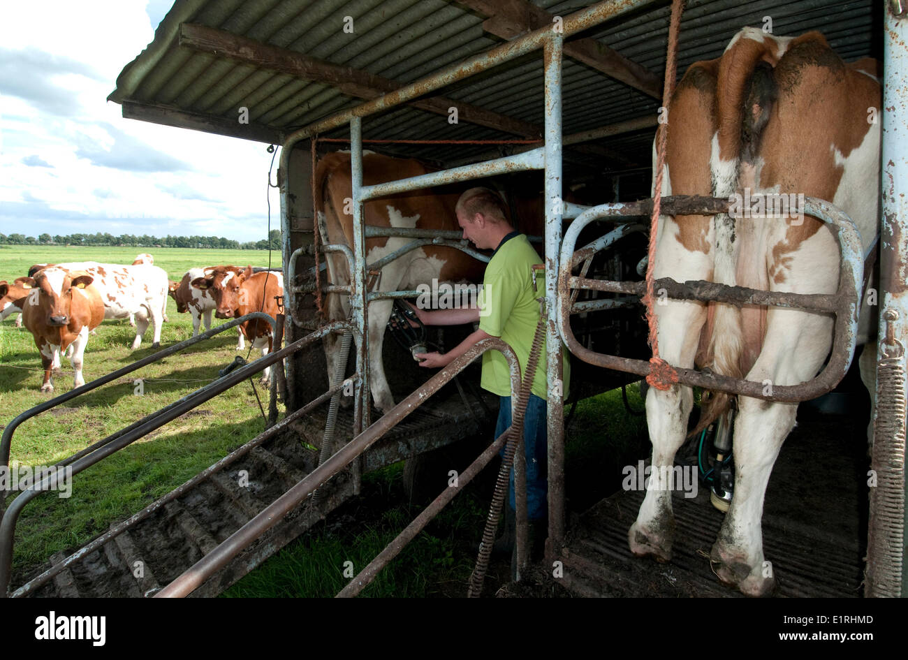 L'agriculture traditionnelle, en dehors de la vache à traire. Banque D'Images
