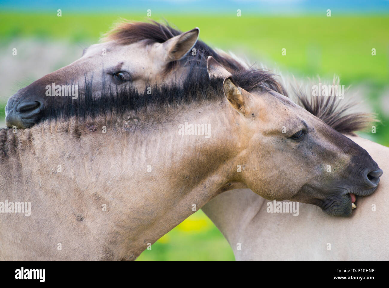 Koniki toilettage chevaux chaque autres Banque D'Images Koniki toilettage chevaux chaque autres Banque D'Images