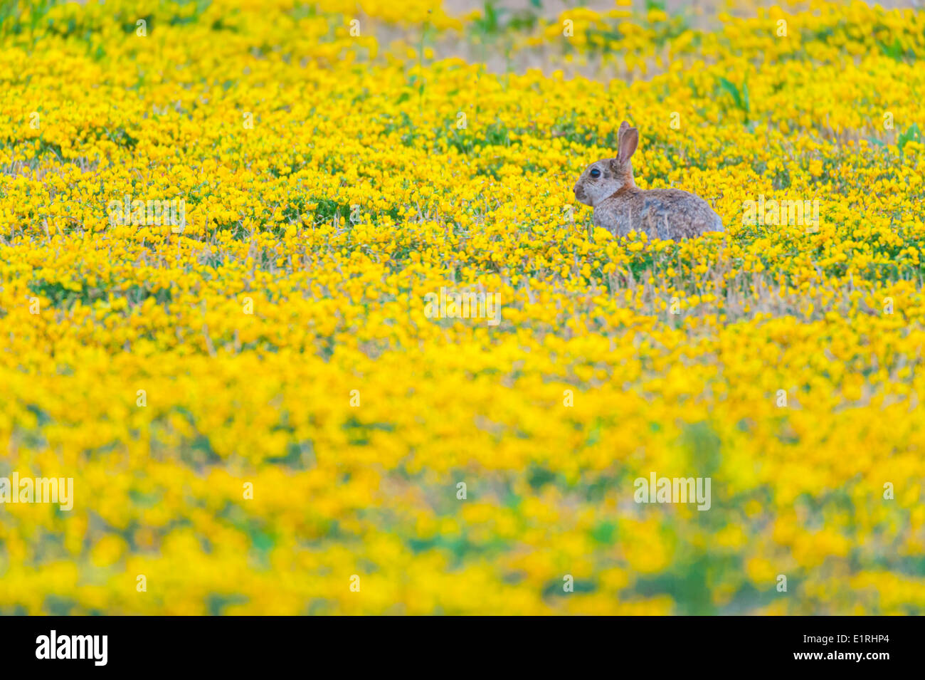Lapin sauvage dans un champ de fleurs jaunes Banque D'Images Lapin sauvage dans un champ de fleurs jaunes Banque D'Images