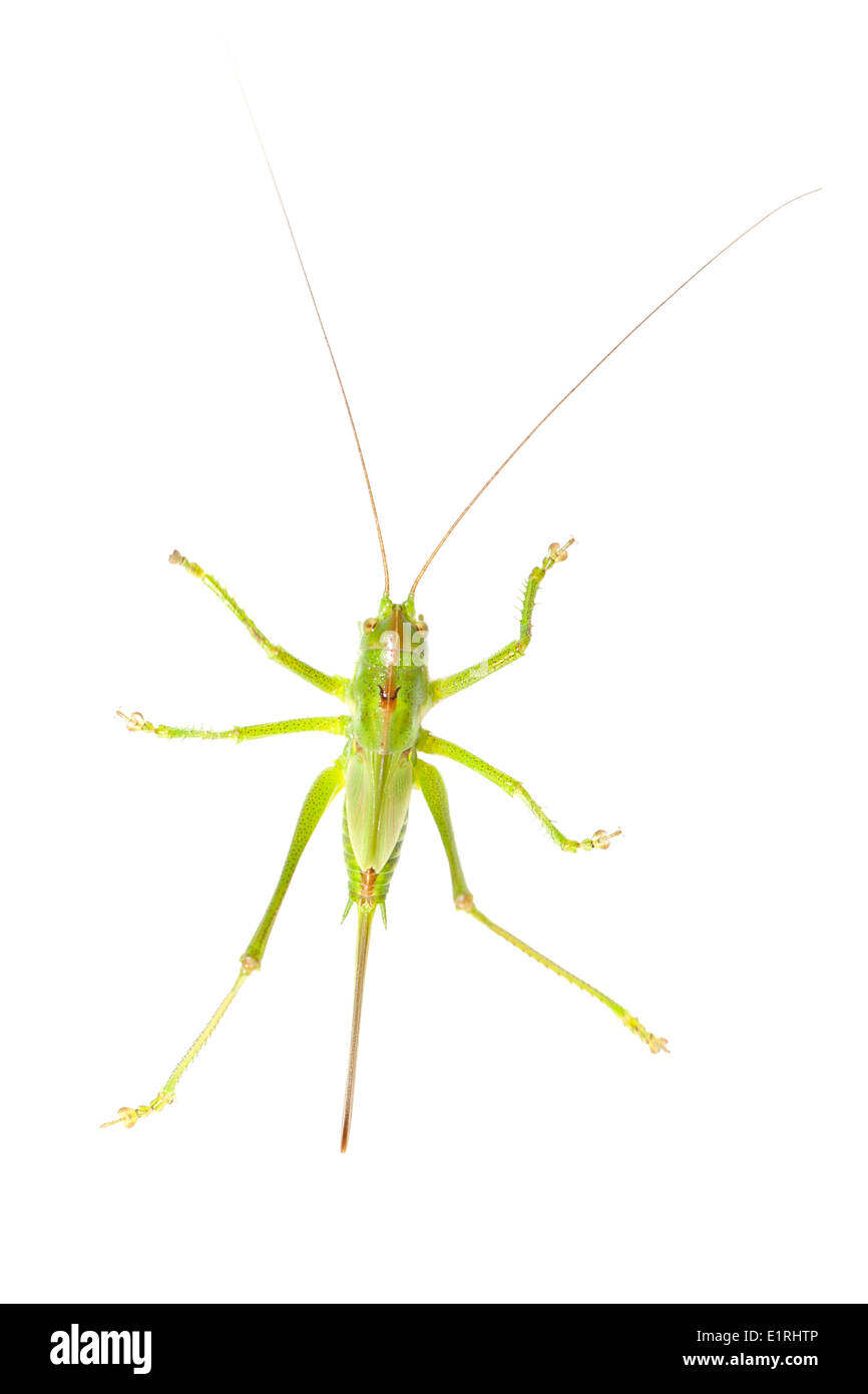 Rendu photo d'un grand green bush-cricket sur un fond blanc Banque D'Images