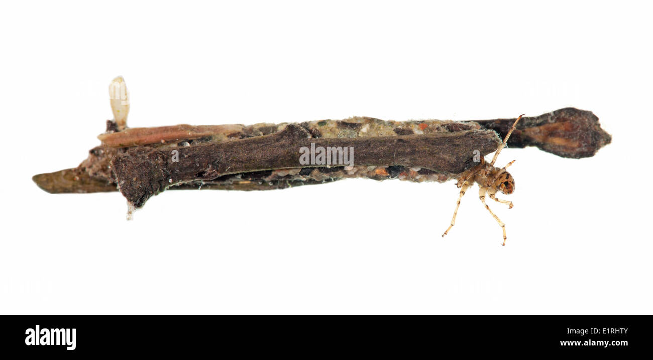 Rendu photo des larves d'une mouche caddis-sur fond blanc Banque D'Images