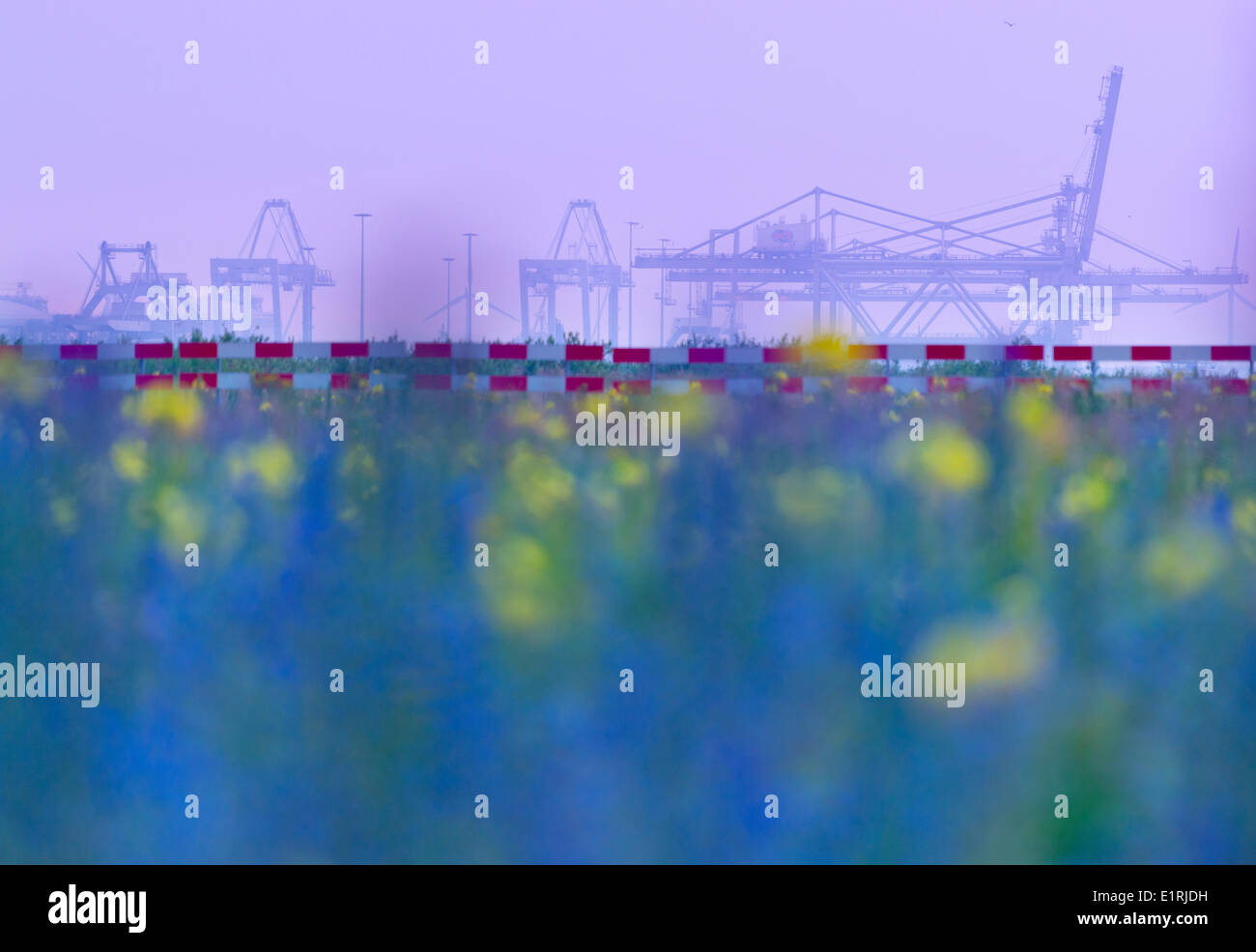 L'industrie dans le port de Rotterdam avec un champ de fleurs sur les terres en jachère Banque D'Images L'industrie dans le port de Rotterdam avec un champ de fleurs sur les terres en jachère Banque D'Images