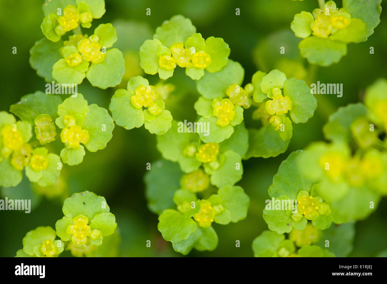 Close-up of à feuilles opposées saxifrage dorée vu de dessus Banque D'Images