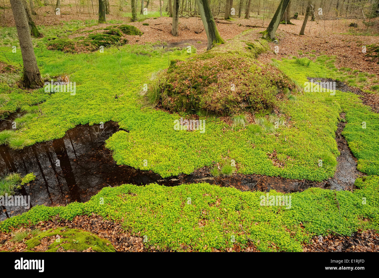 Tapis de feuilles opposées saxifrage dorée autour d'un cours d'eau et ressort Banque D'Images