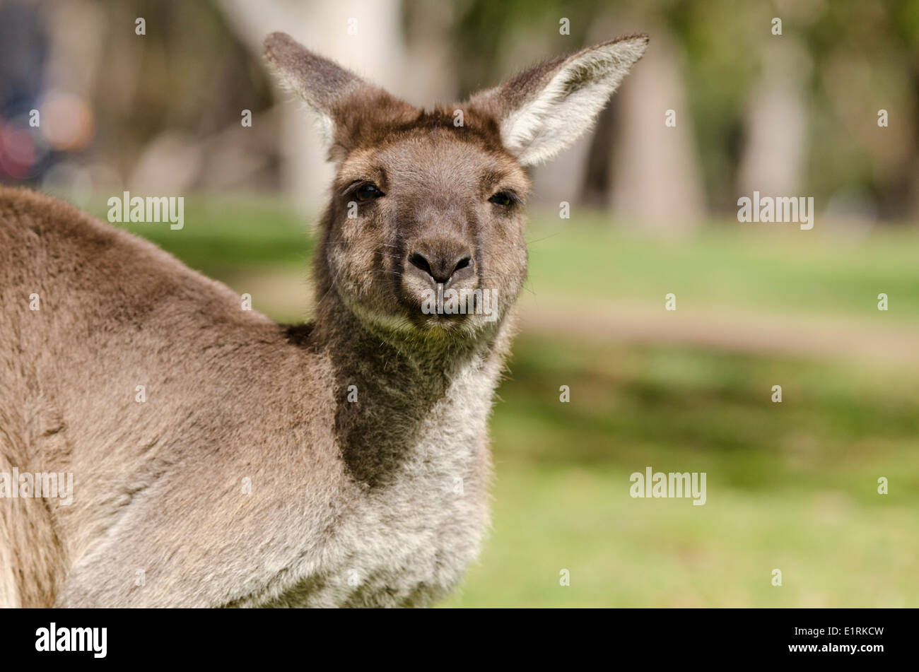L'Australie, l'Australie du Sud, Adélaïde. Cleland Wildlife Park. Kangourou gris de l'Ouest (Macropus fuliginosus). Banque D'Images