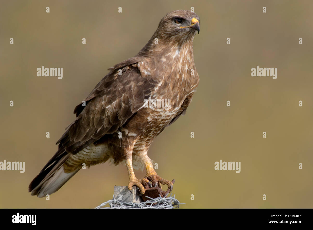Buzzerd Steppe (Buteo buteo vulpinus) Banque D'Images