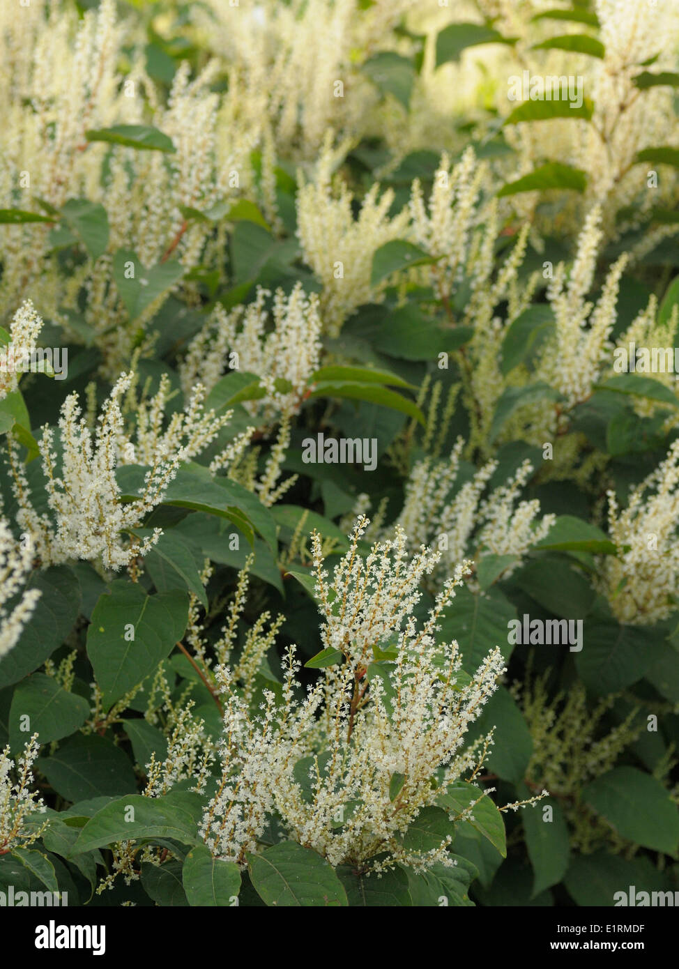 La renouée japonaise (Fallopia japonica) originaire de l'Asie orientale à l'Europe très réussie des espèces a été classé comme étant envahissantes Banque D'Images