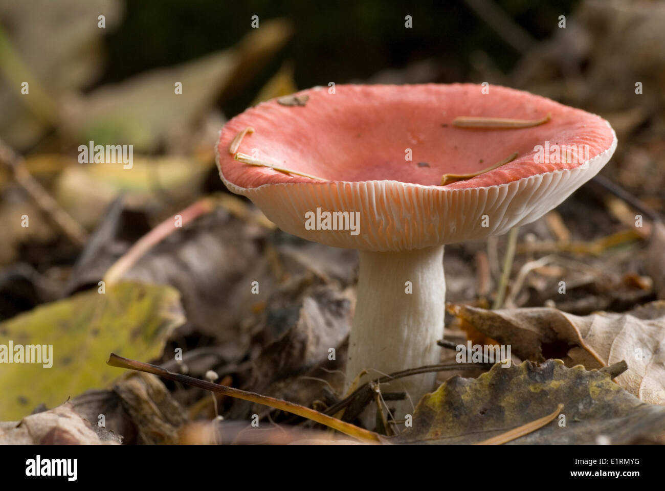 Une Russula silvicola dans la forêt. Banque D'Images