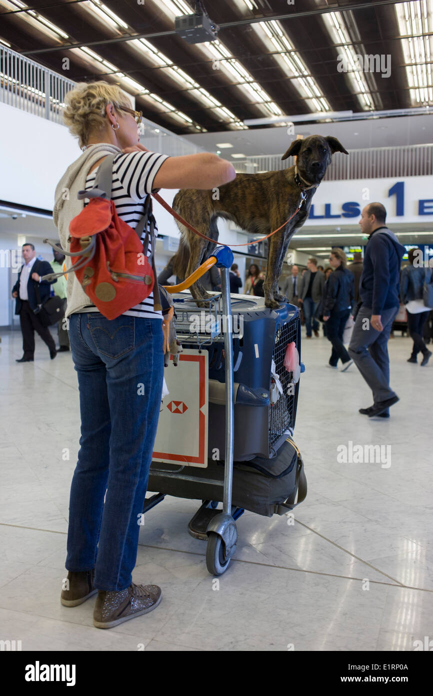 Le chien se déplace sur le haut de la boîte de chargement des animaux d'une compagnie aérienne dans l'aérogare principale de l'aéroport d'Orly. Banque D'Images