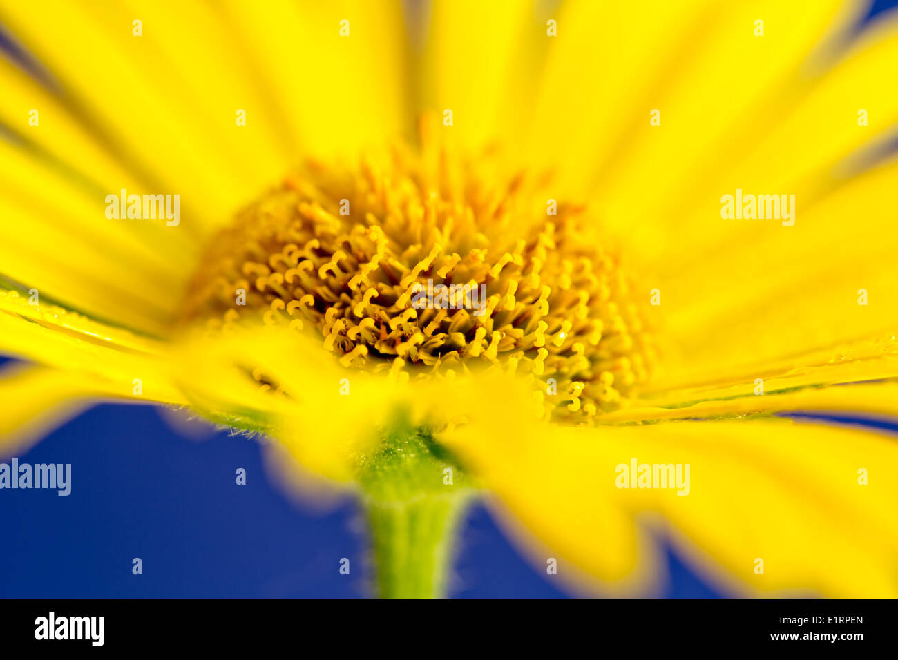 L'accent doux jaune grand chef daisy contre fond bleu ciel Banque D'Images