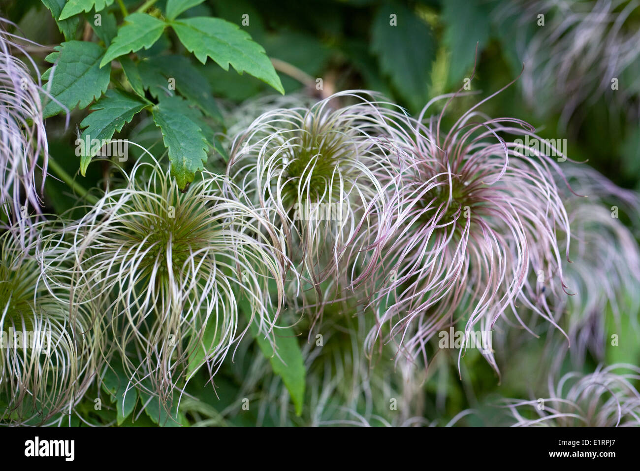 Clematis seedheads immatures. Banque D'Images