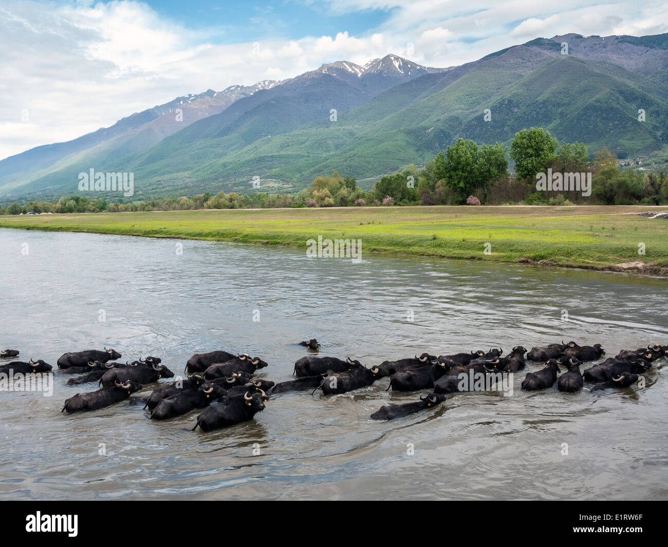 Buffles au lac Kerkini région en Grèce Banque D'Images
