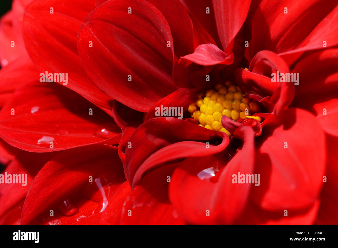 Macro de fleur dahlia rouge profond avec des gouttelettes d'eau sur les pétales Banque D'Images