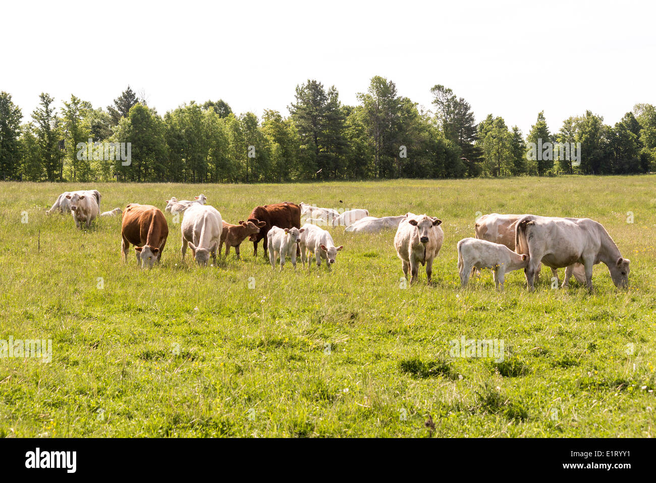 Cheval Arabe solitaire parmi un troupeau de Charolais et croix Hereford vaches et veaux. Banque D'Images