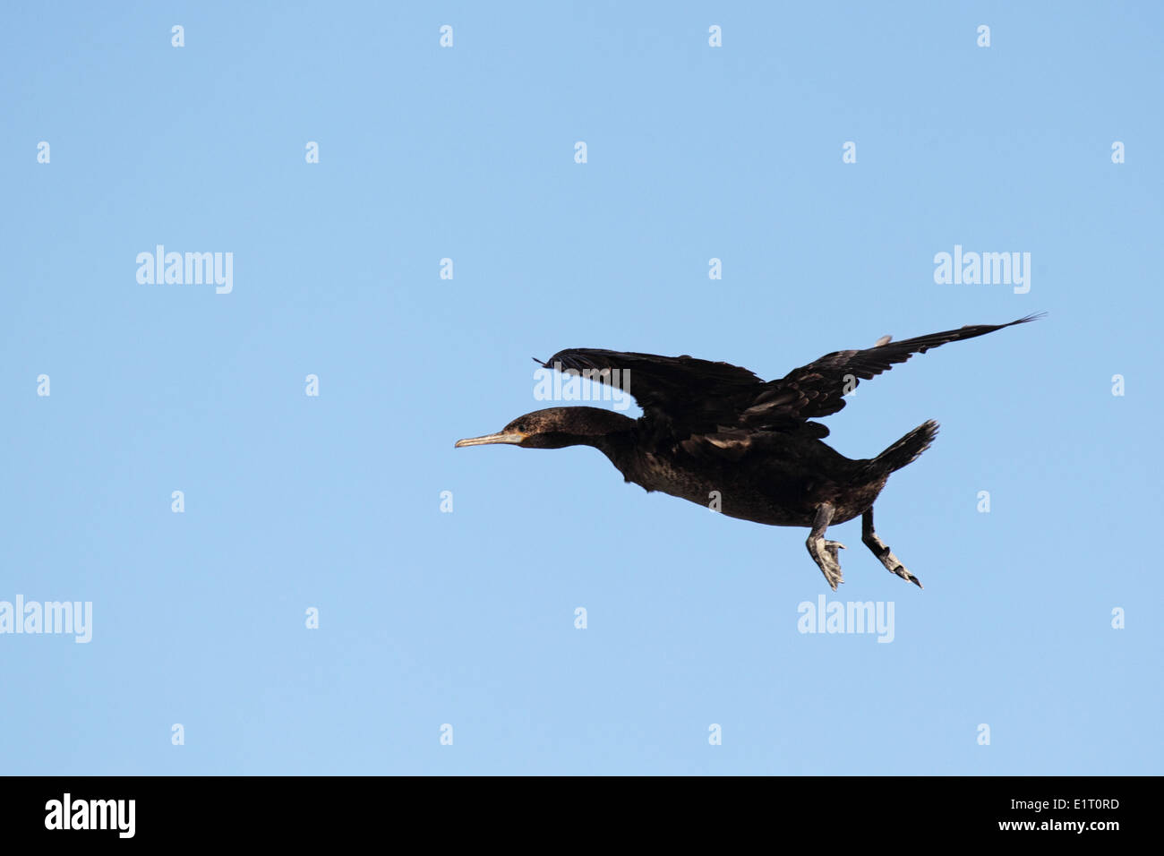 Cape Cormorant (Phalacrocorax capensis) en vol à Cape Point dans le Parc National de Table Mountain, Afrique du Sud. Banque D'Images