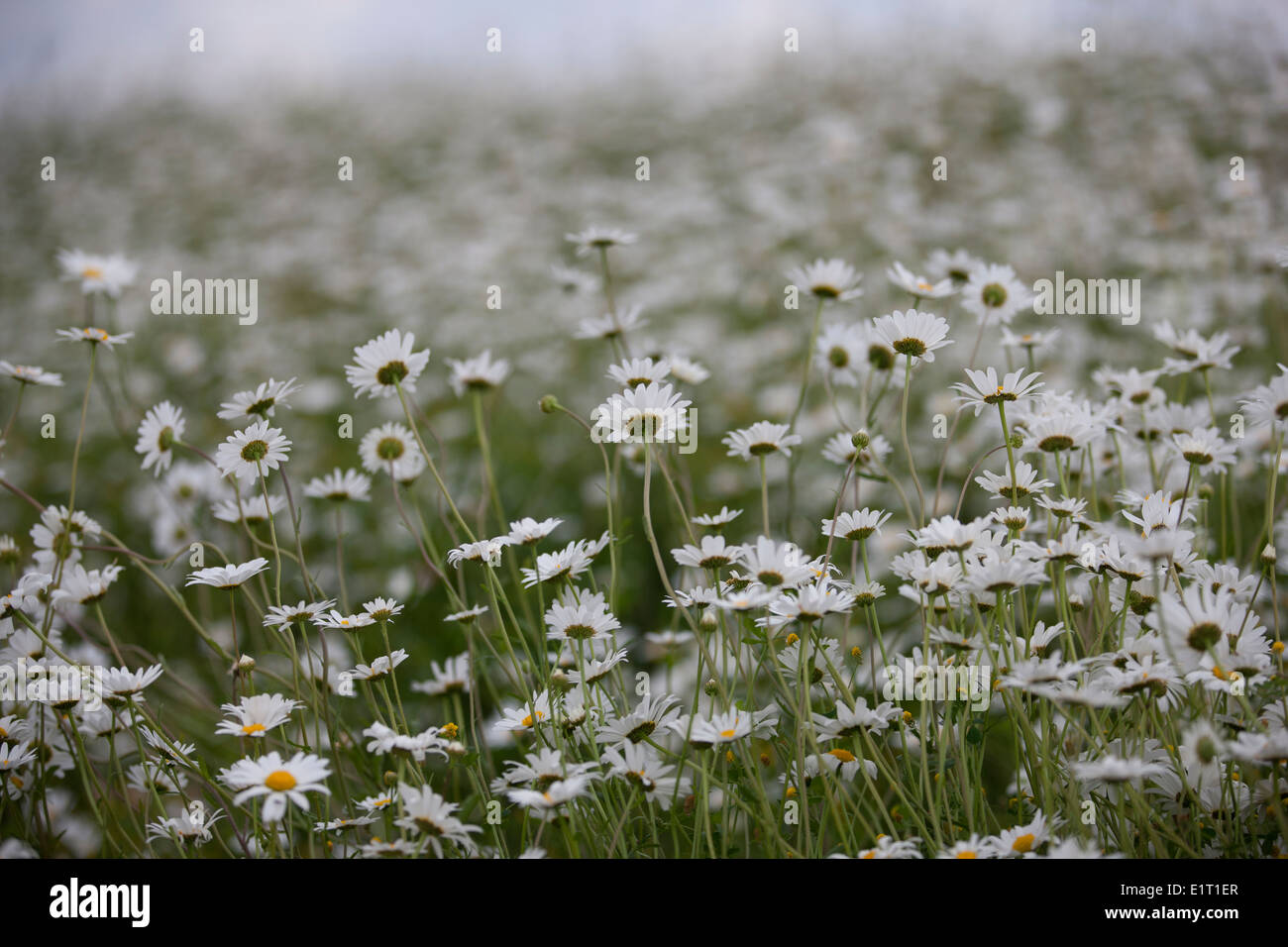 Un champ de marguerites, Leucanthemum vulgare Oxeye Banque D'Images