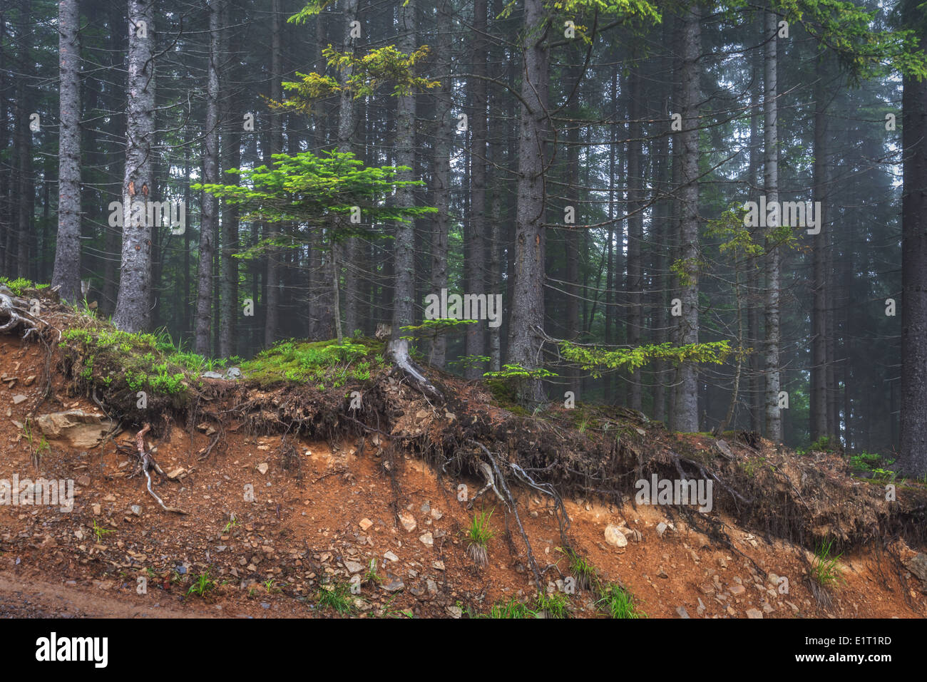 Grand sapin gros plan racine Banque D'Images