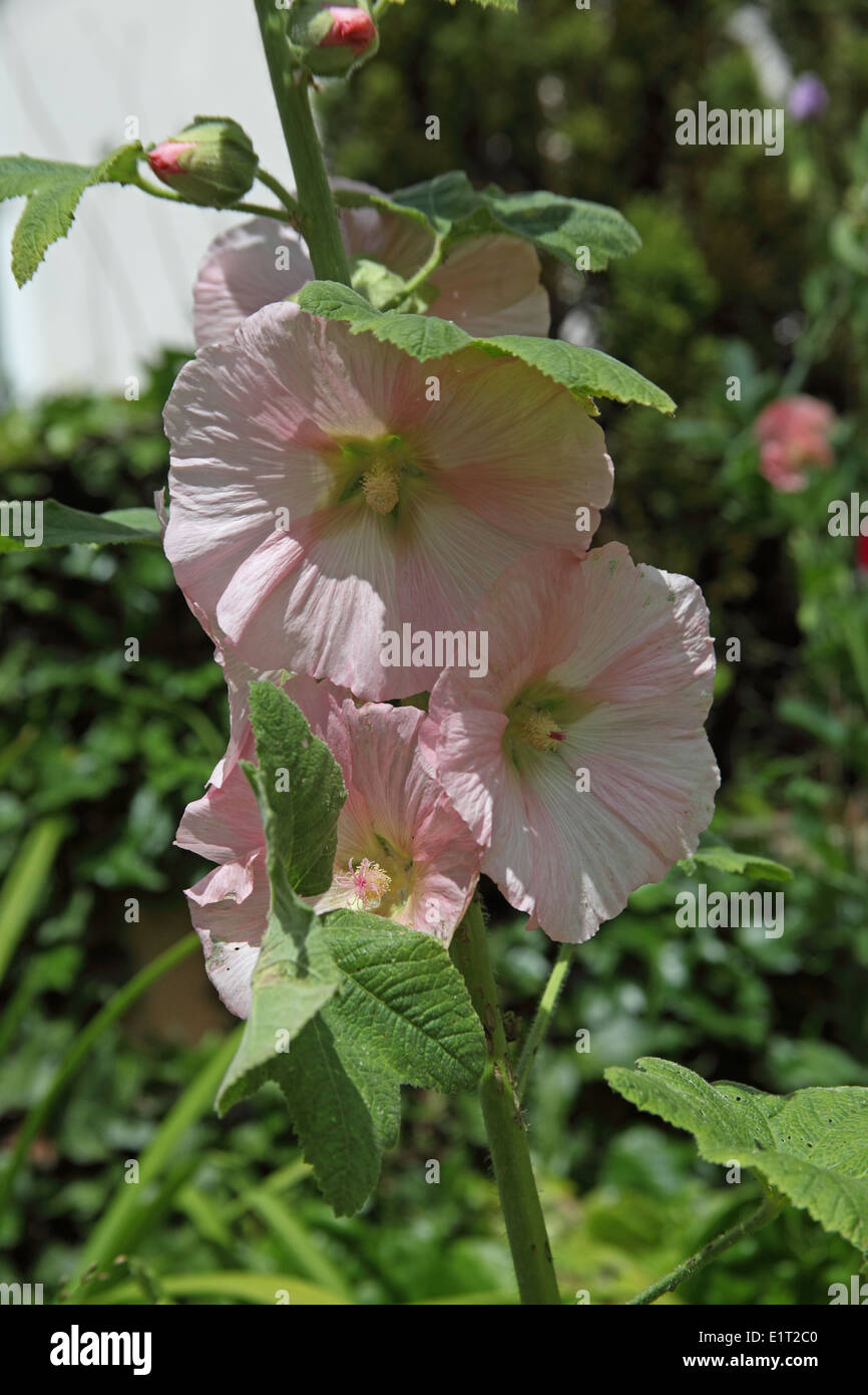 Alcea rosea 'Indian Spring' close up of flowers Banque D'Images